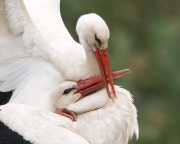 White Stork_ANL_7954